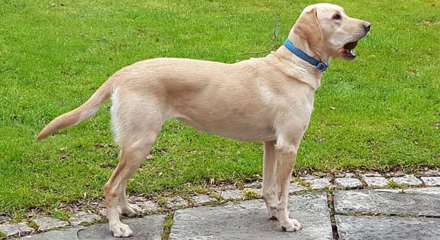 Dog training in Shrewsbury Dog and puppy training