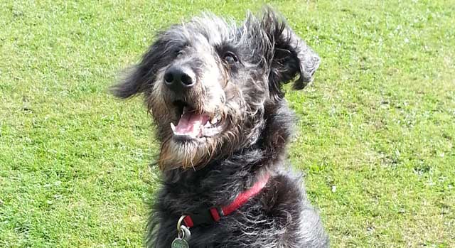 Preventing Heatstroke In Dogs, Mort Smith Heatstroke In Dogs
