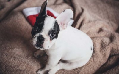 Getting a Puppy for Christmas