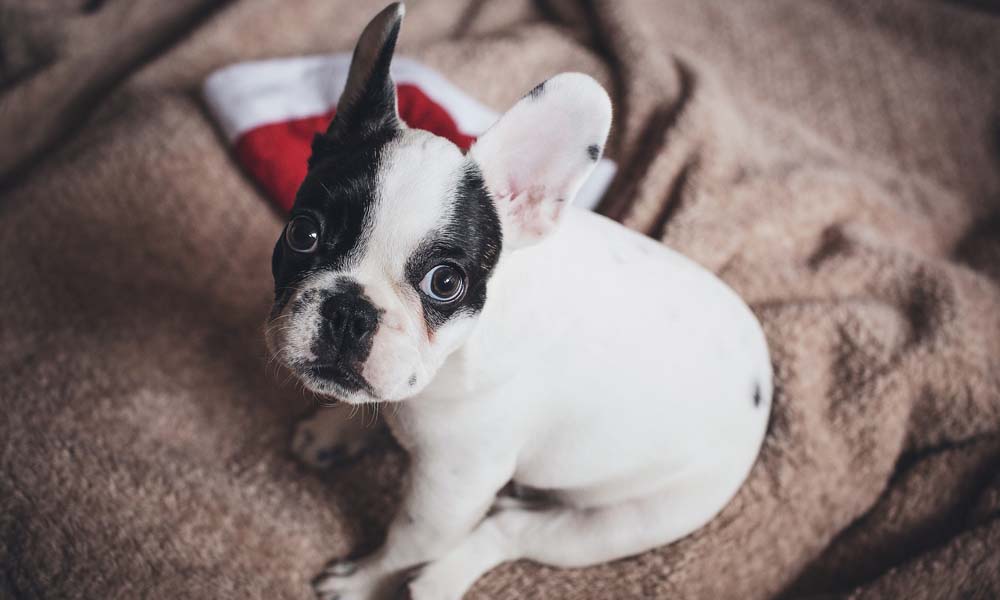 Pet care Shropshire Mort Smith