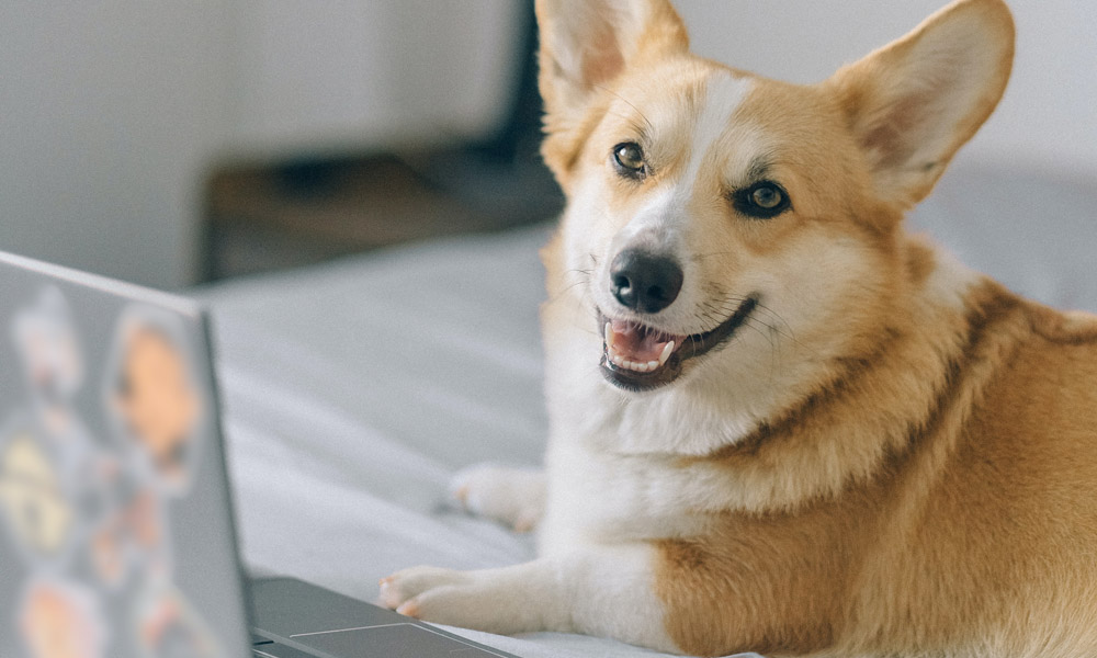 Dog remte working
